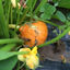 Autorenbild: Pumpkin Land