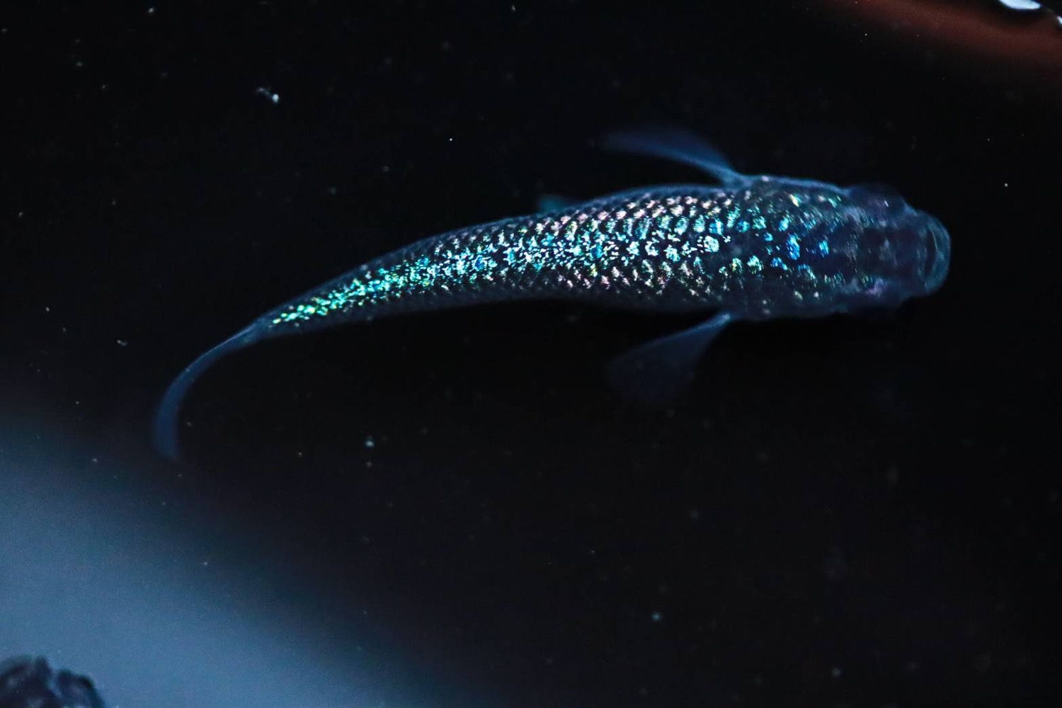 サファイア　稚魚10匹＋α