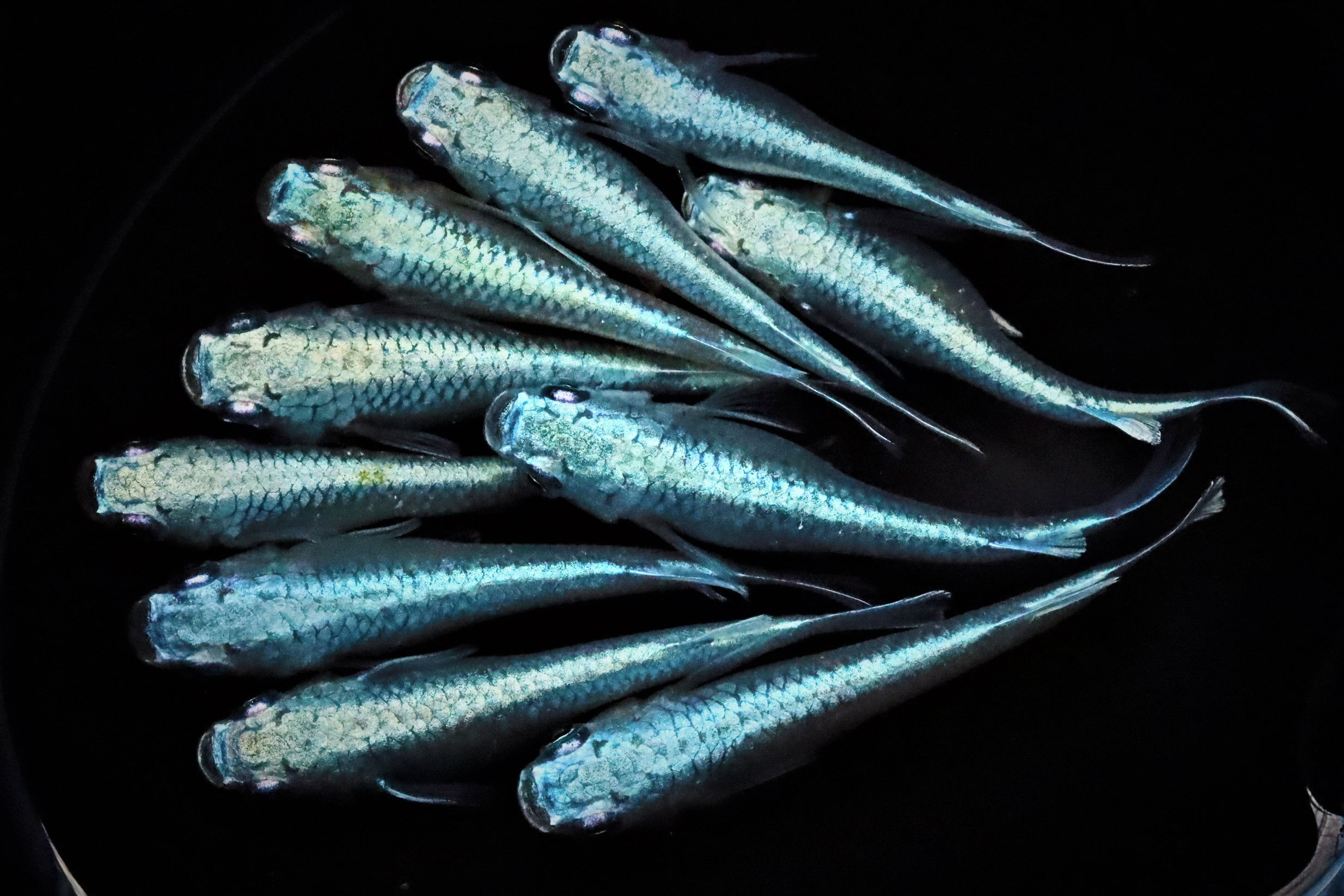 幹之フルボディ 50匹