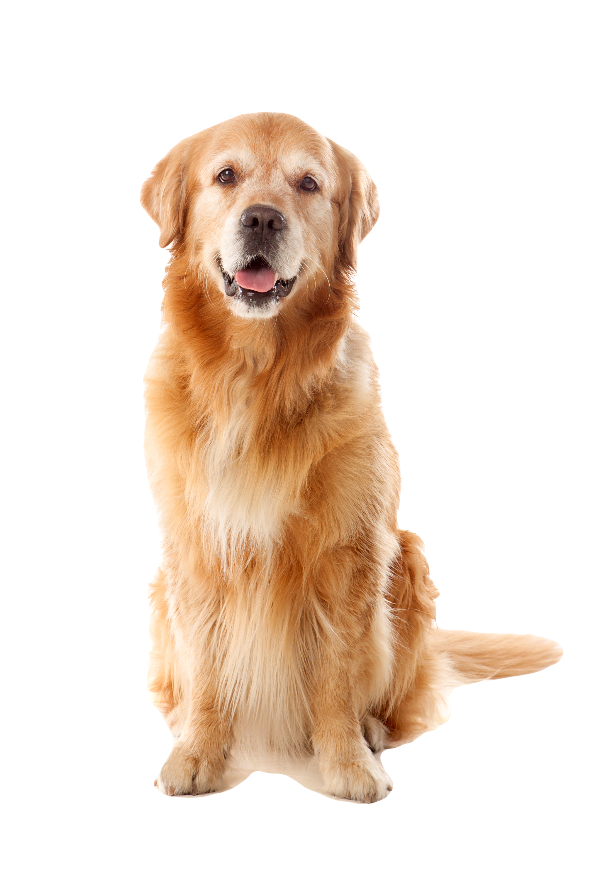 Hundeaufkleber Golden Retriever 6