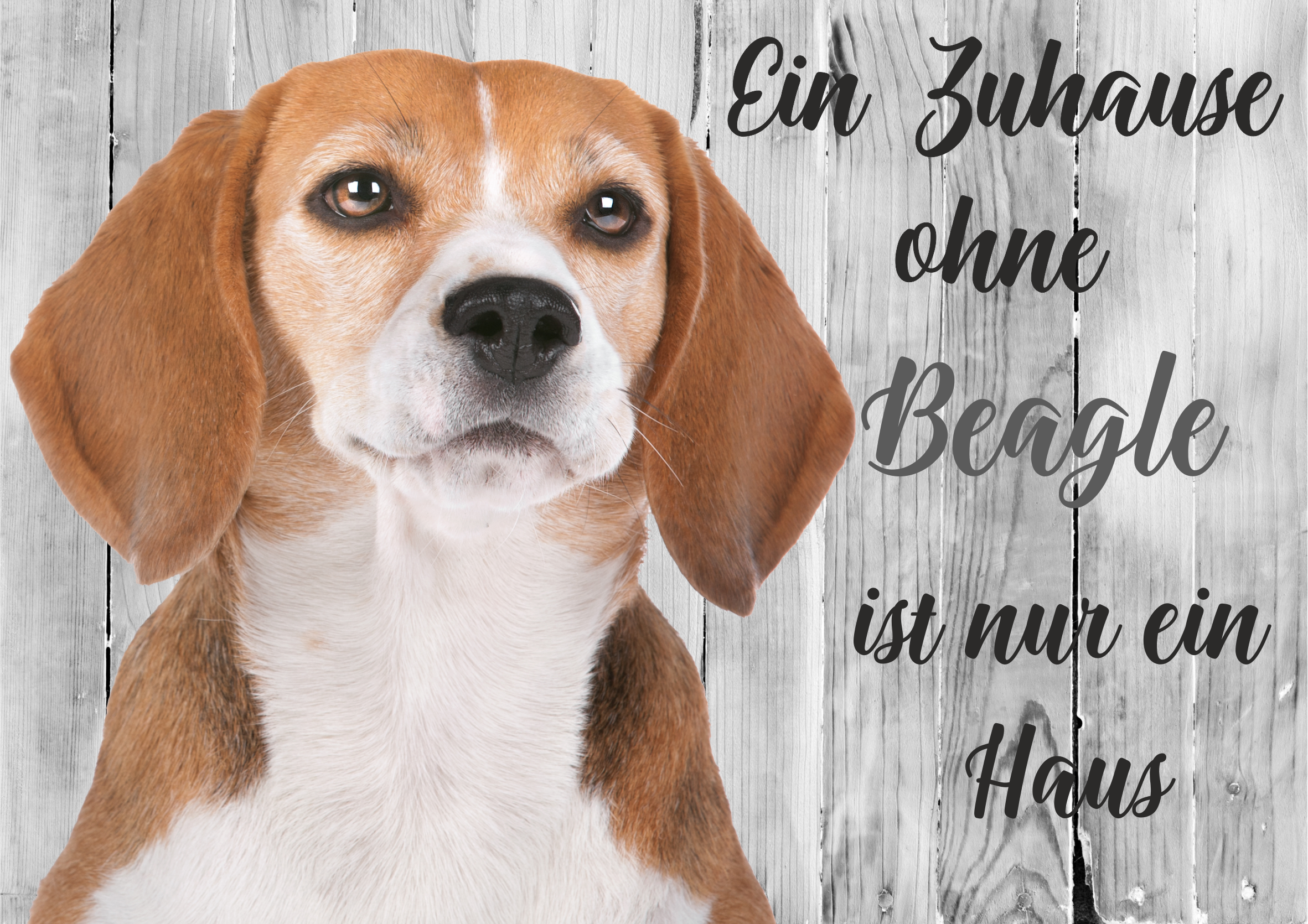 Hundeschild Zuhause Beagle