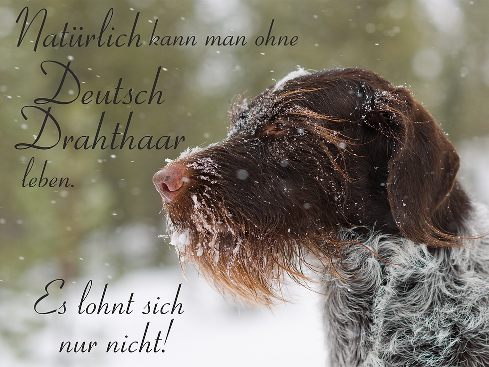 Miniatura: Hundeschild verschiedene Texte Deutsch Drahthaar 3