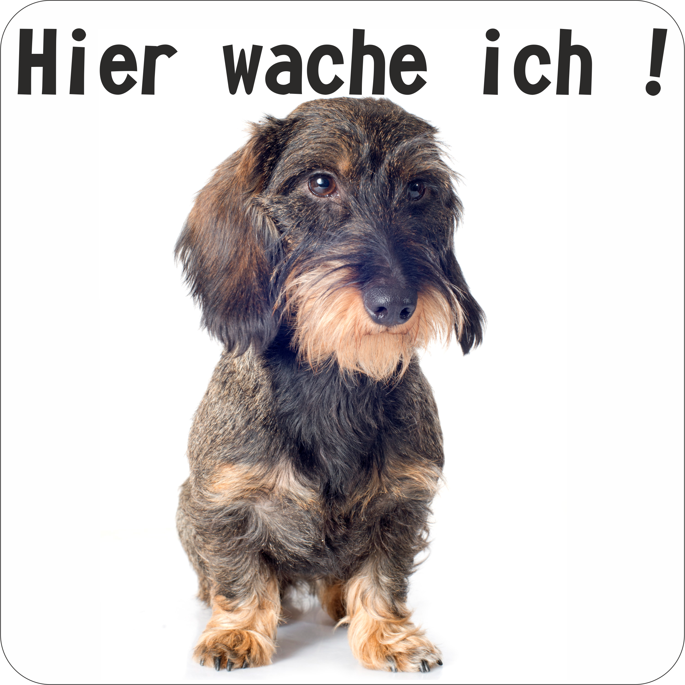 Hunde Schild/Aufkleber Hier wache ich! Teckel Rauhaar dunkel saufarben
