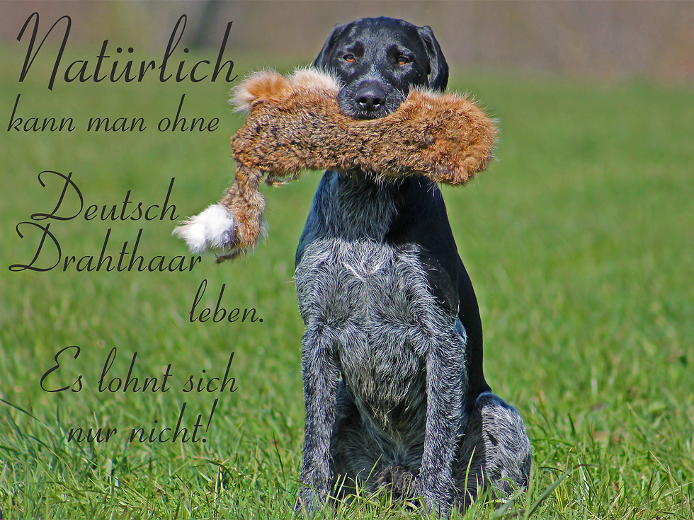 Miniatyrbilde: Hundeschild verschiedene Texte Deutsch Drahthaar 7