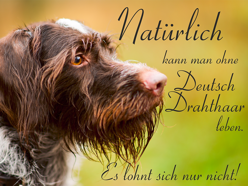 Miniatura: Hundeschild verschiedene Texte Deutsch Drahthaar 1