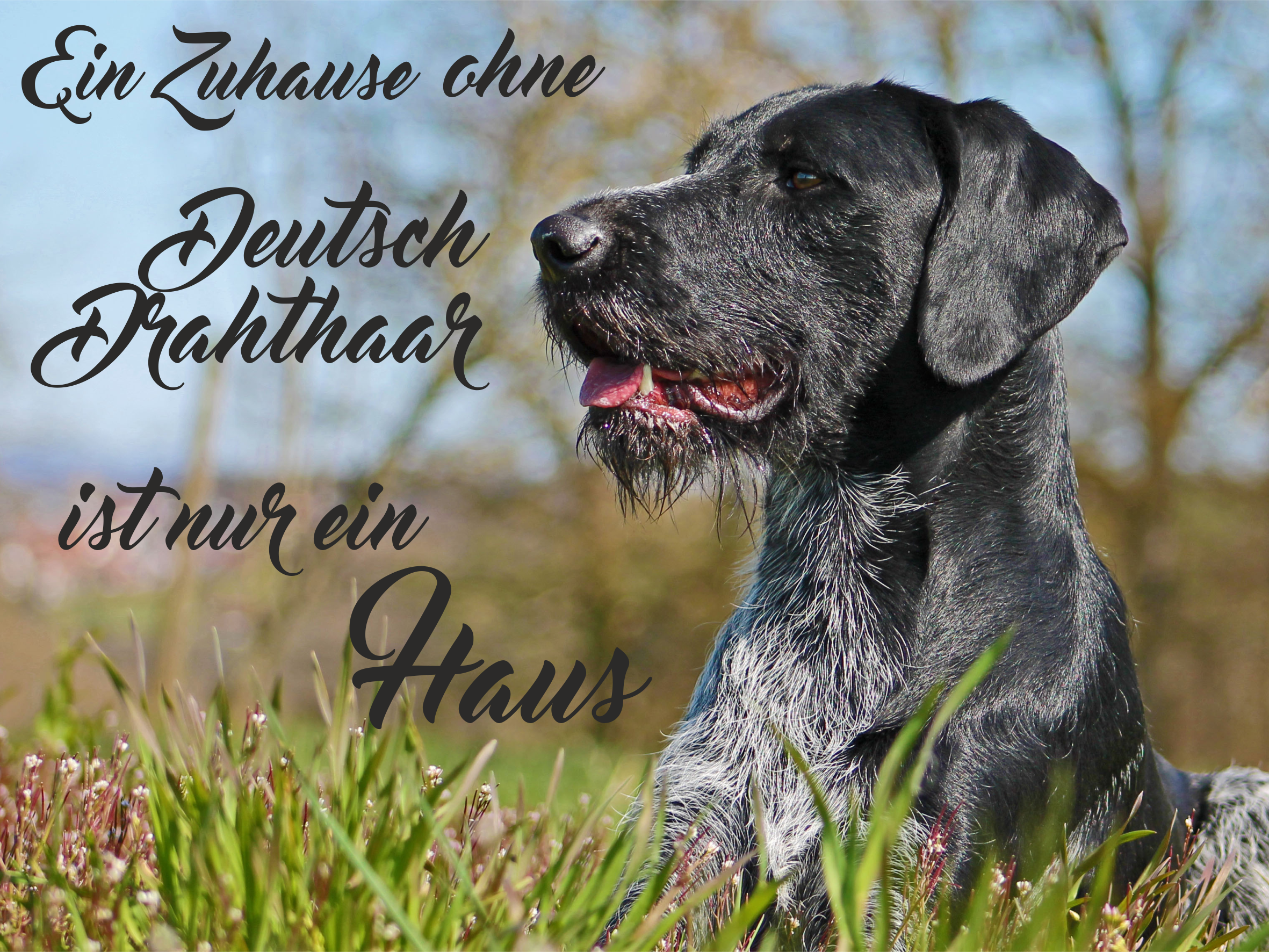 Hundeschild verschiedene Texte Deutsch Drahthaar 5