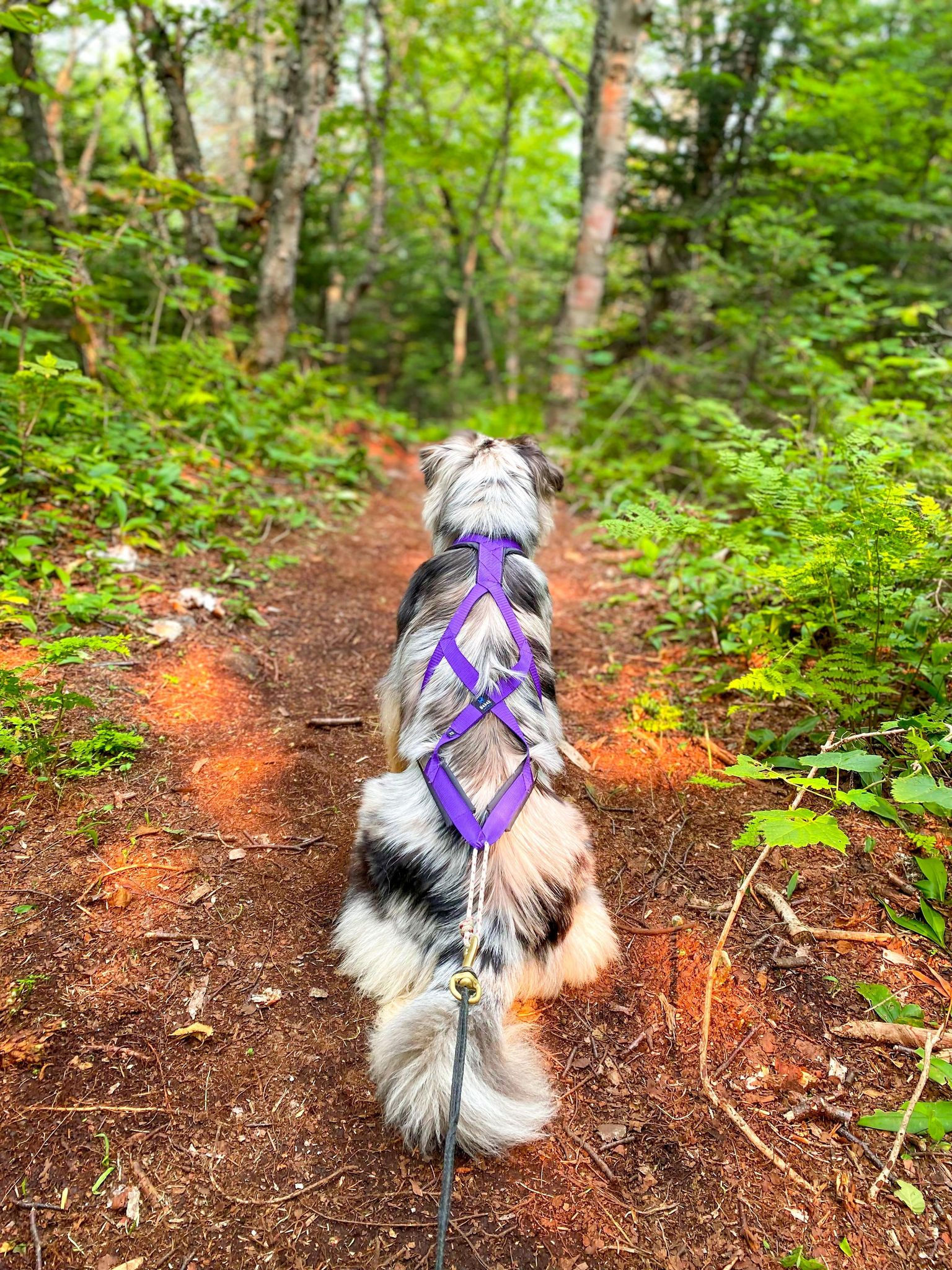 Harnais de traction - Nahak