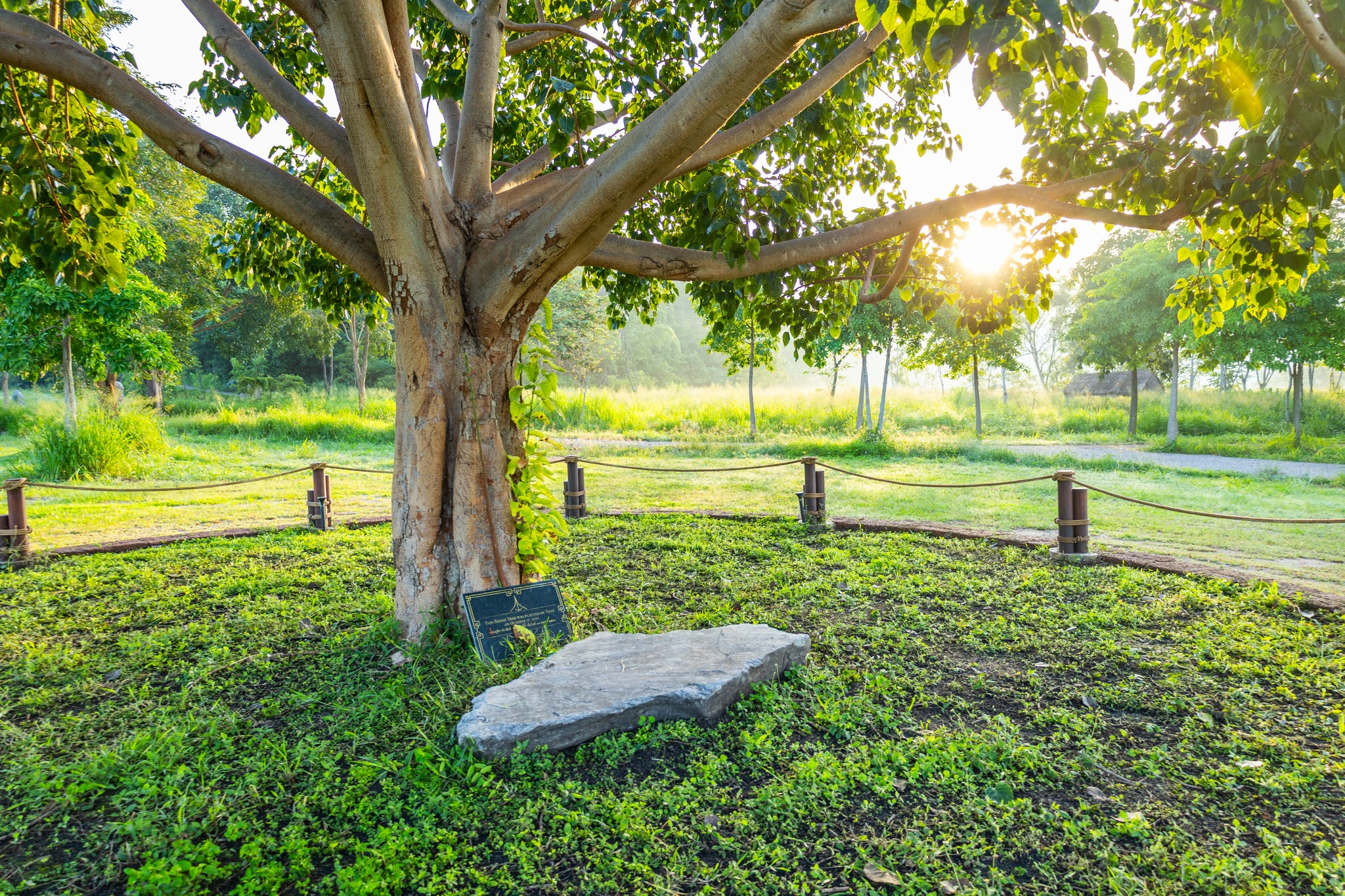 Ảnh của tác giả: Thong Dong