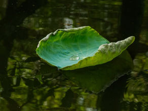 Tản mạn