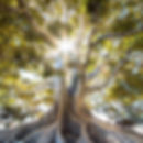 thuiskomen in je Zelf