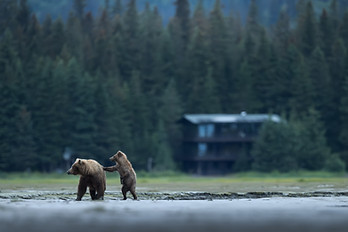 2 Bears bathing themselves in the water at the lodge