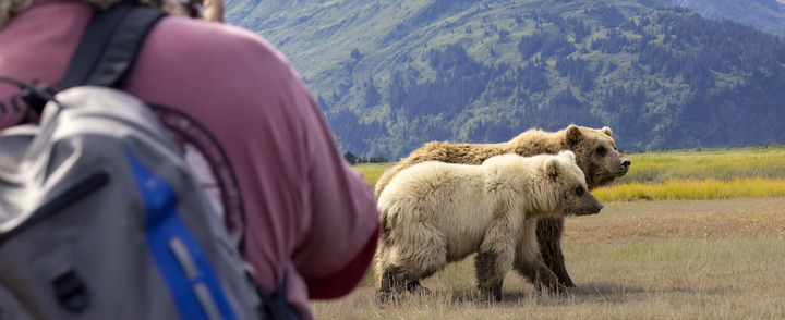 Bears pass nearby the guests