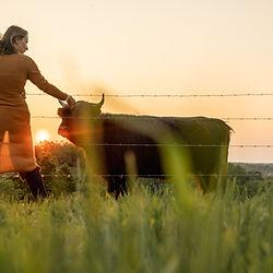 Highland cow meet and greet at sunset with a guest petting a Highland cow in the pasture.