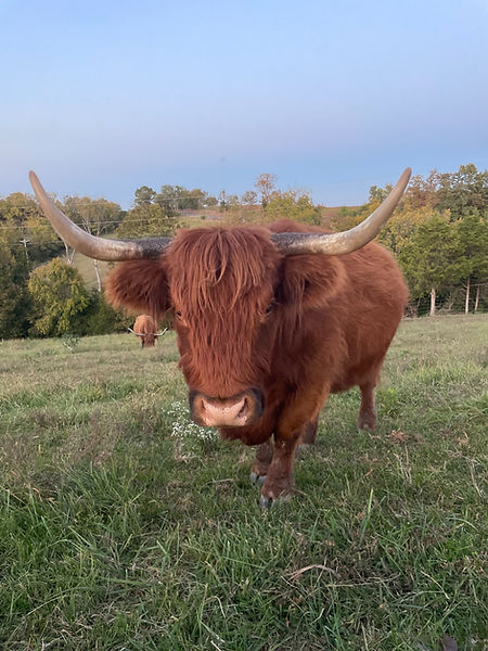 Charming image of a Highland cow in a verdant field, showcasing its rich brown fur and impressive, wide-set horns in a peaceful rural setting.