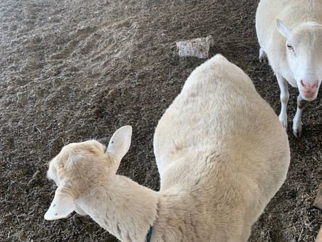 Spring lambs