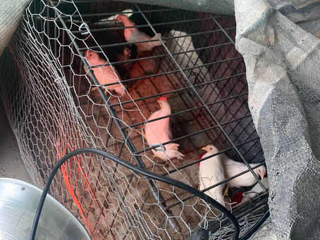 Winter affects on the chickens