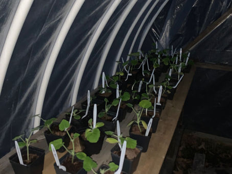 Learning to use a greenhouse