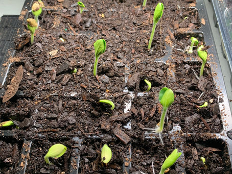 Starting seeds