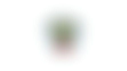 1st XI T20 Group Fixtures