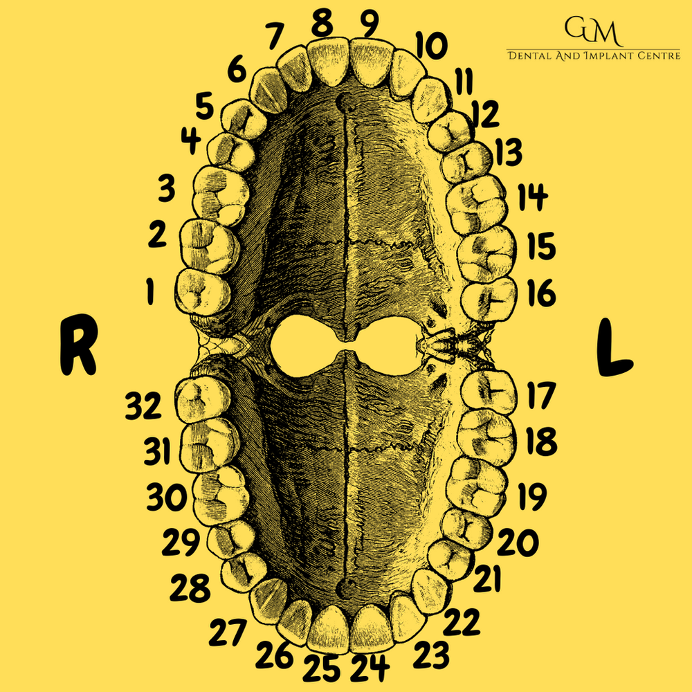 Dental Terminology GM Dental Rochester