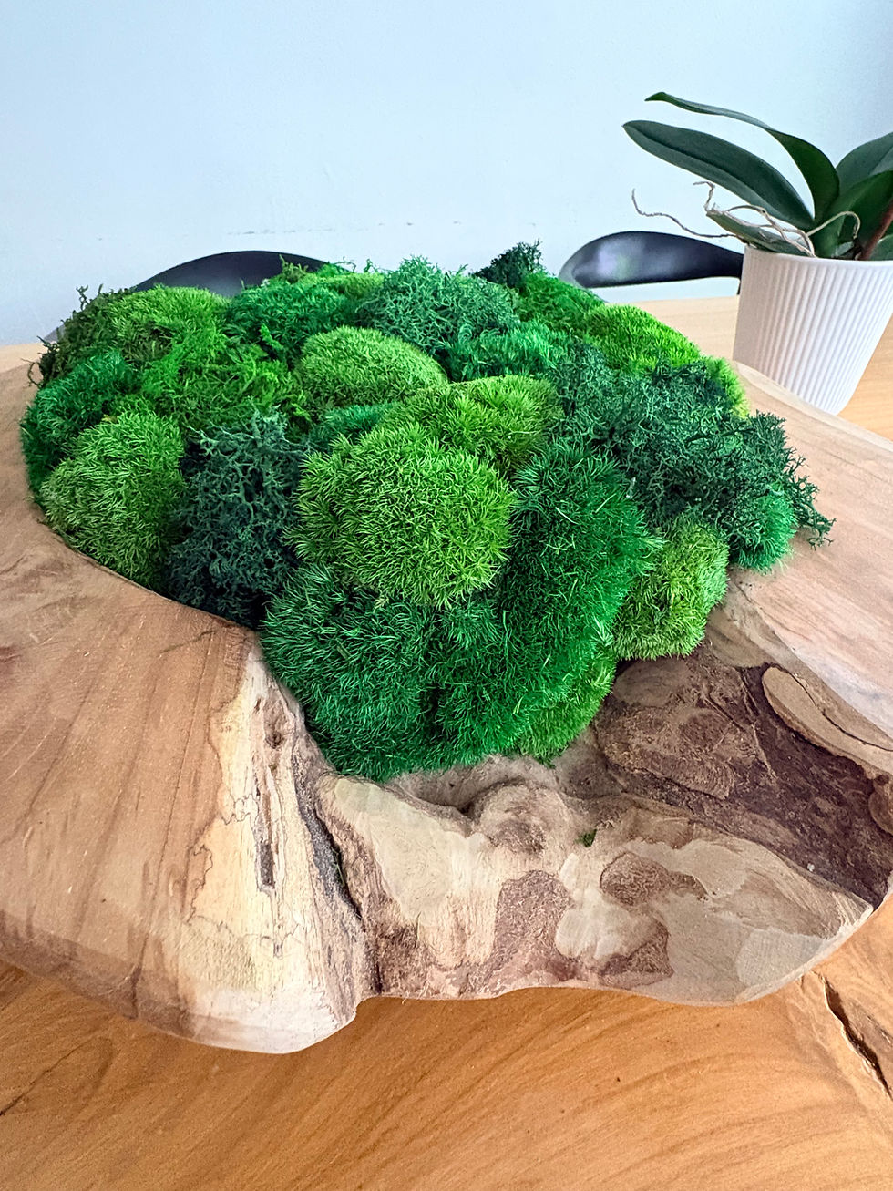 Thumbnail: Large Preserved Moss Teak Bowl Centerpiece