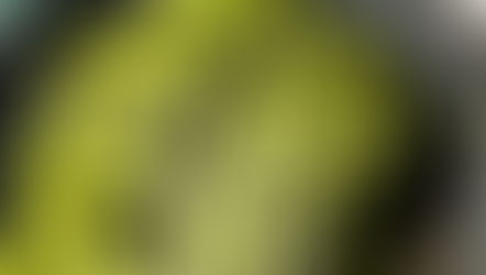 פסטה ברוטב ירוק