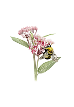 Bee 2.png