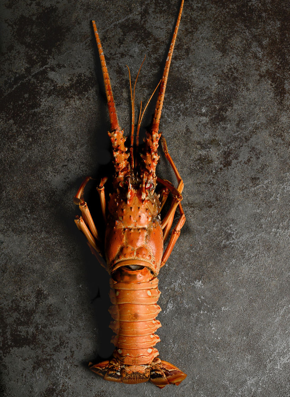 The spiny lobster: a Cayman delicacy