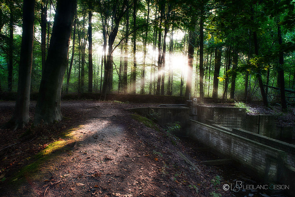 Waterloopbos 05