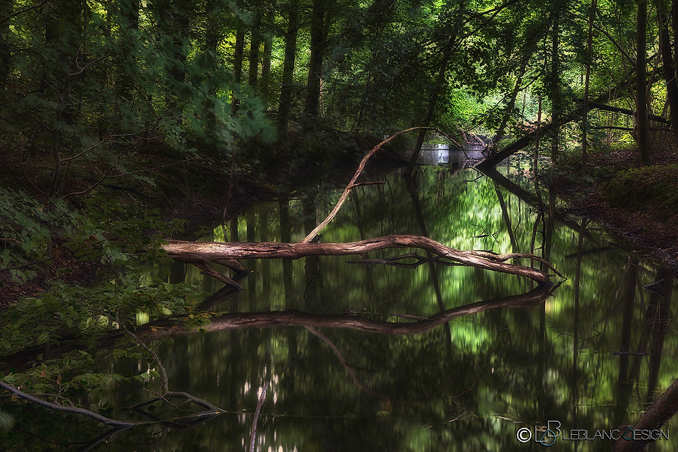 Waterloopbos 03