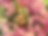 click for nature & landscapes