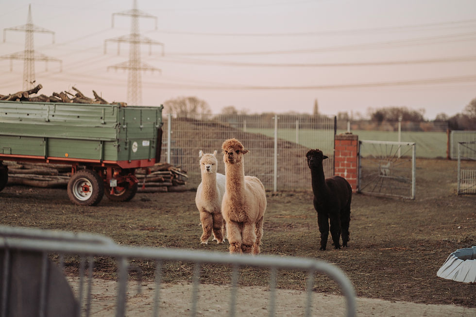 Alpakas vor Anhänger