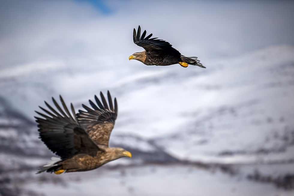 Wild Landscapes