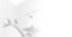 Filtro Dentista.webp