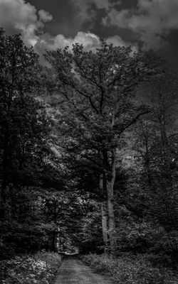 l'arbre remaquable.jpg