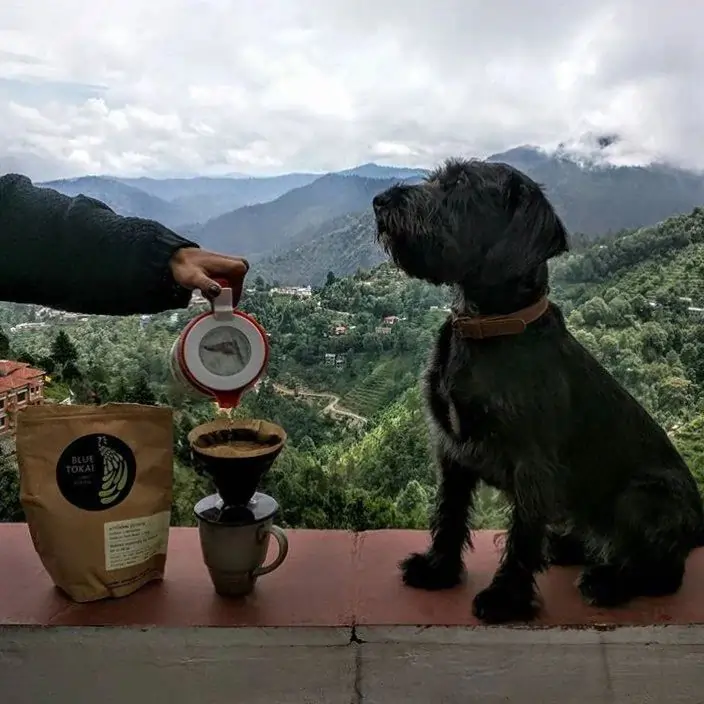 Blue Tokai's strategy - get instagram followers through reels