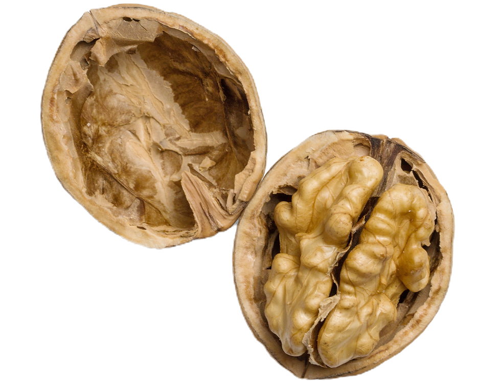 High-quality photo of a walnut on a white background_edited