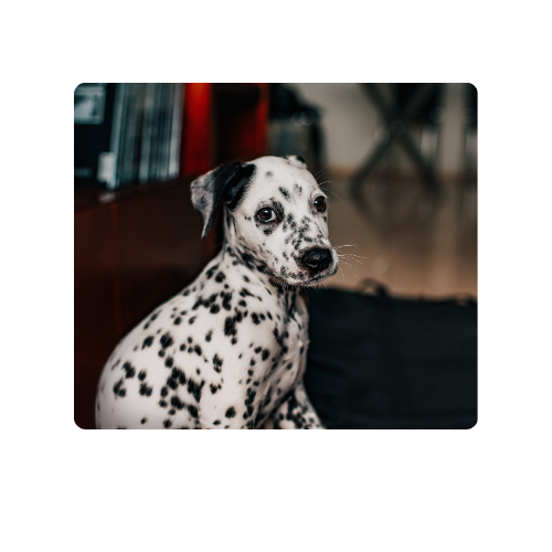 Dalmation puppy gazing at the camera