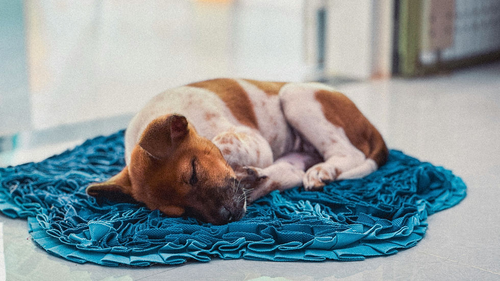 Dog with short brown and white fur resting on a teal blue shaggy matt