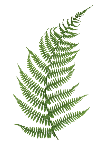 Green Fern Leaf_edited.png