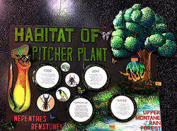 BOARD 3 ABOUT PITCHER PLANT