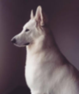 Zeke 12 months.jpeg