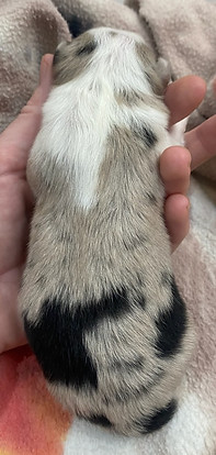 Flyte pup day 1b.jpg