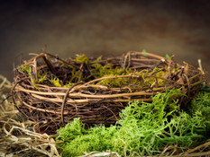 Nest