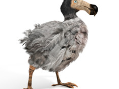 Dodo bird