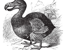Dodo bird