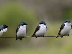 Birds on a wire