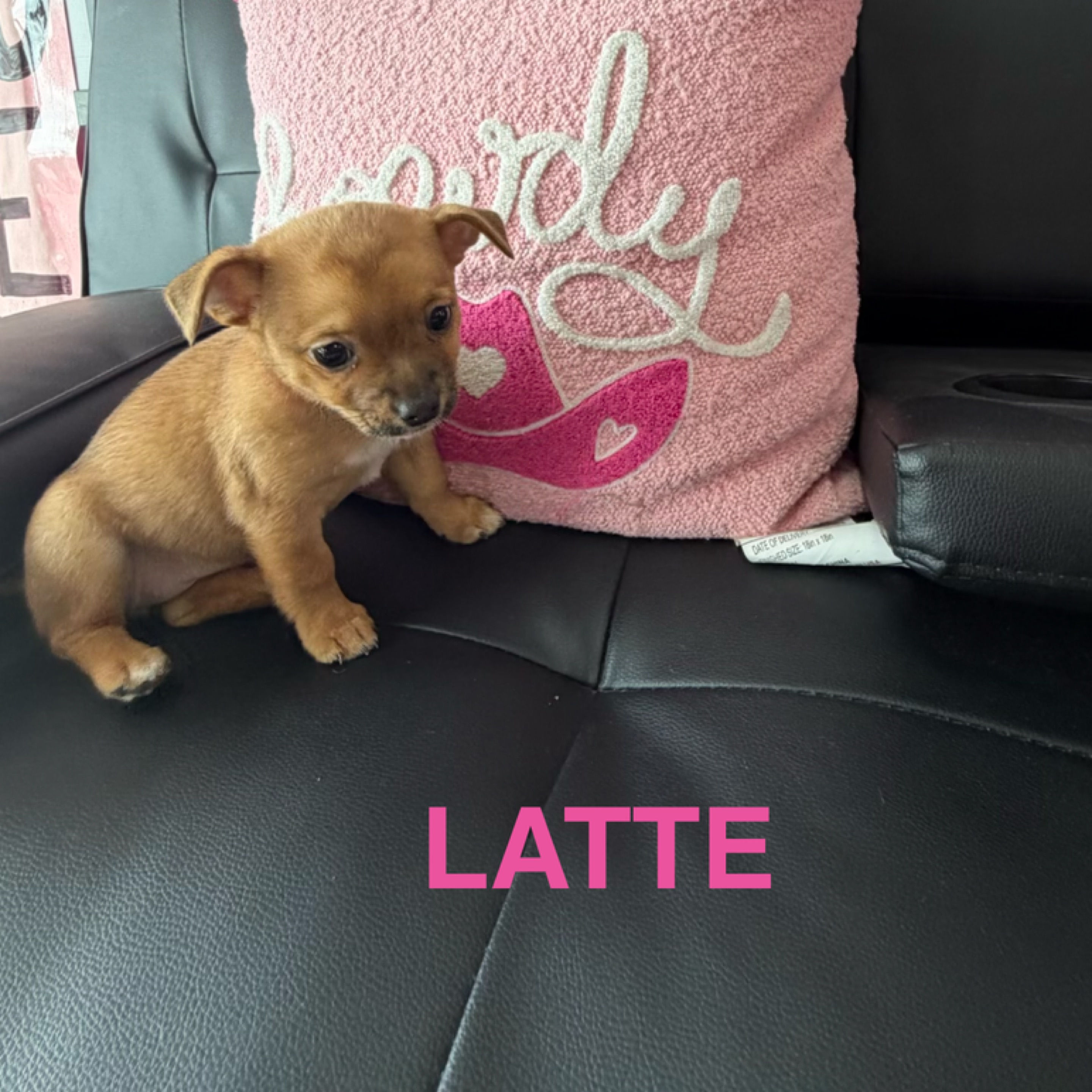 Latte