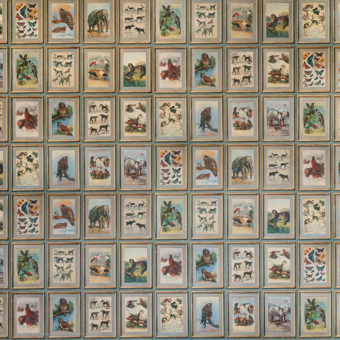 Andrew Martin Zoology Wallpaper
