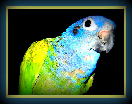 A PARROT FOR LIFE